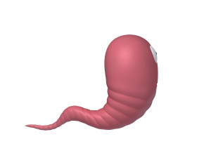 worm cartoon 3D 모델