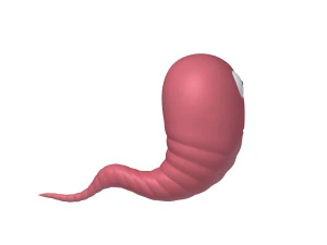 worm cartoon 3D Model