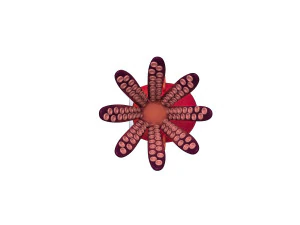 осьминог мультфильм 3D Модель