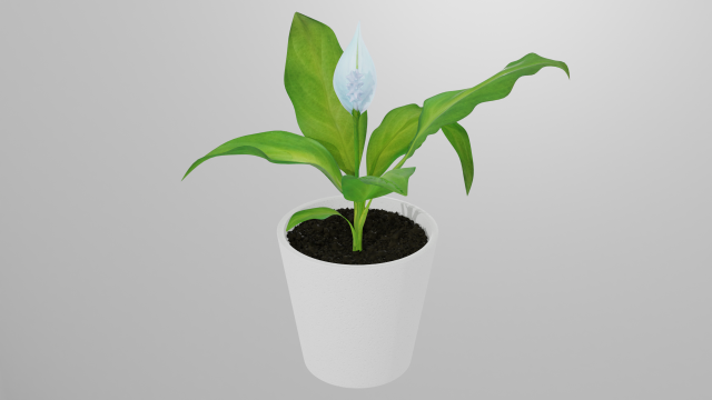 spathiphyllum 3D Модель .c4d .max .obj .3ds .fbx .stl .blend