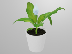 spathiphyllum 3Dモデル