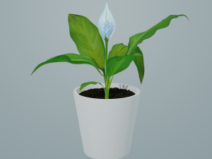 spathiphyllum 3D Модель