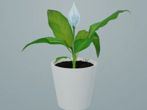 spathiphyllum 3D Model