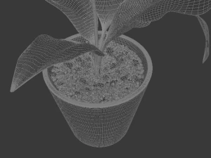 spathiphyllum 3D Model