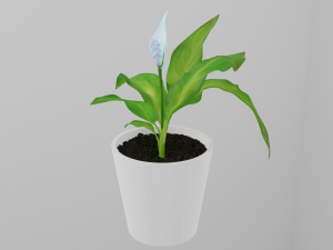 spathiphyllum 3D Модель