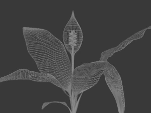 spathiphyllum 3D Model