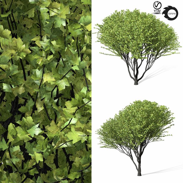 maple tree 9s 3D 모델 .c4d .max .obj .3ds .fbx .stl .blend 