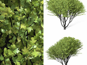 maple tree 9s 3D Model