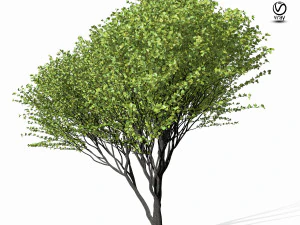 maple tree 9s 3D Model