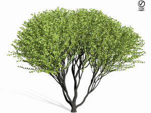 maple tree 9s 3D 모델