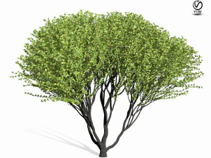 maple tree 9s 3D Model