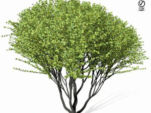 maple tree 9s 3D Model