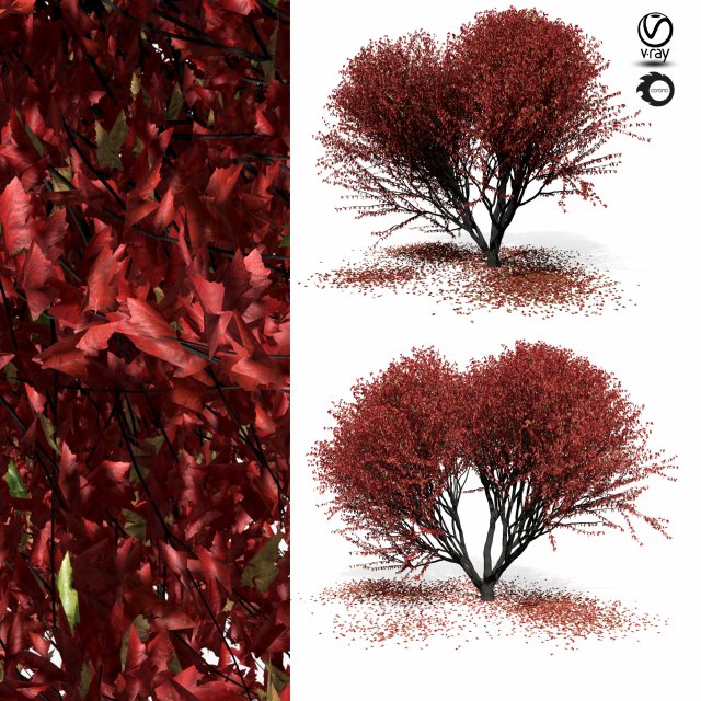maple tree 8s 3D 모델 .c4d .max .obj .3ds .fbx .stl .blend 