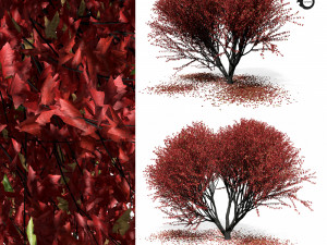 maple tree 8s 3D Model