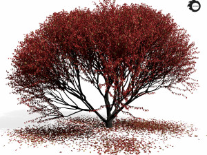 maple tree 8s 3D 모델