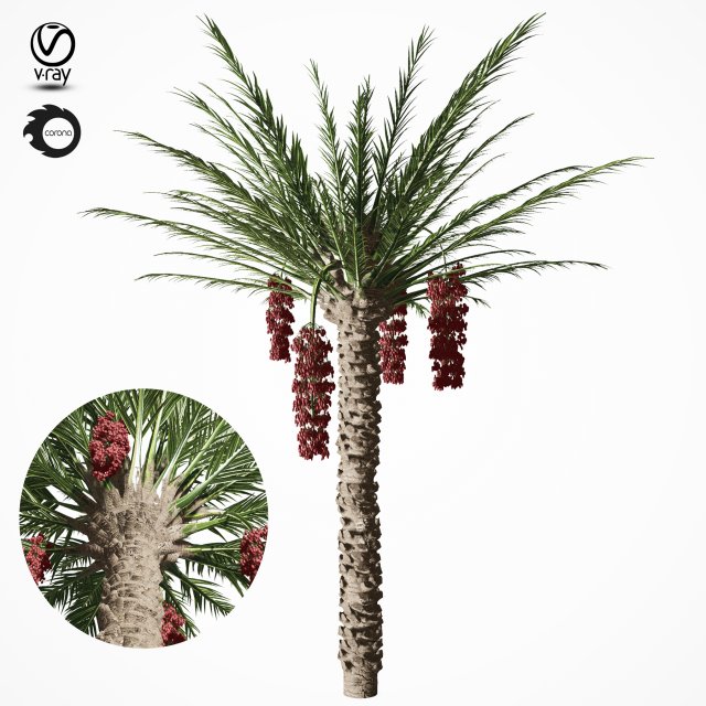 palm tree 7s 3D Model .c4d .max .obj .3ds .fbx .stl .blend