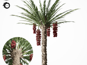palm tree 7s 3D Model