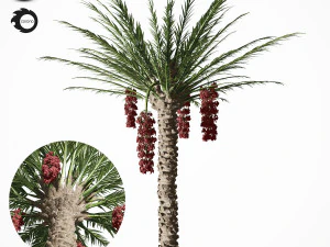 palmboom 7s 3D Model