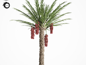 palm tree 7s 3D Model