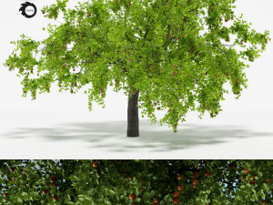 apple tree 5s 3D Model