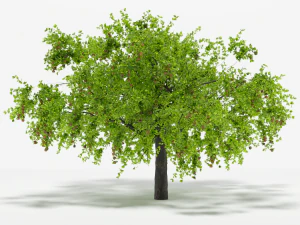 apple tree 5s 3D Model