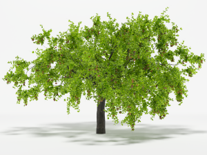 apple tree 5s 3D मॉडल