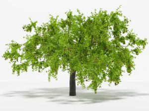 apple tree 5s 3D Model