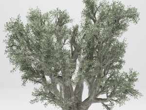 olive tree 110 Model 3D