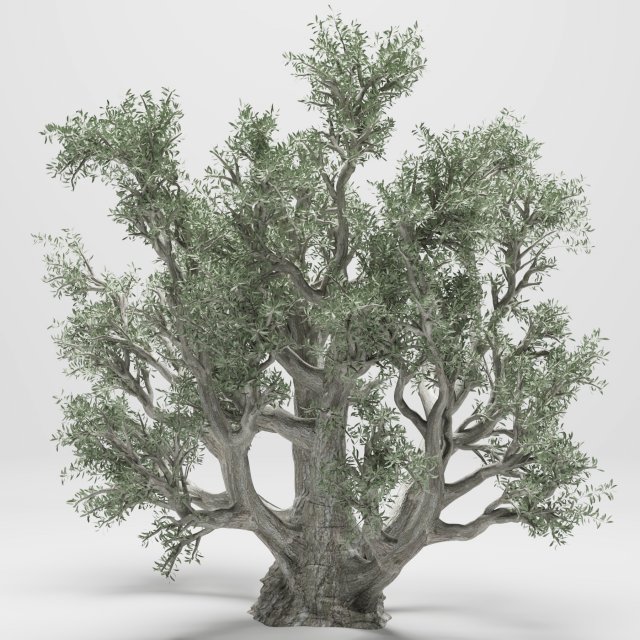 olive tree 110 Model 3D .c4d .max .obj .3ds .fbx .stl .blend 