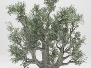 olive tree 110 3D Model