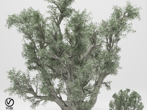 olive tree 110 Model 3D