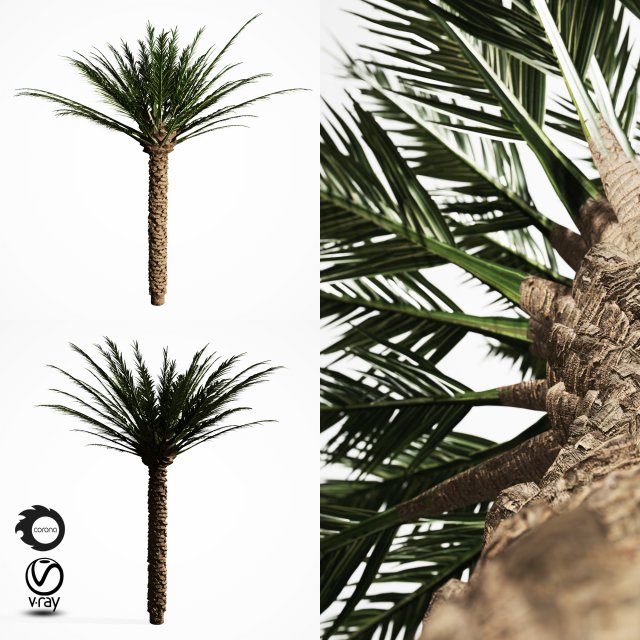 palm tree 5s 3D Модель .c4d .max .obj .3ds .fbx .stl .blend 