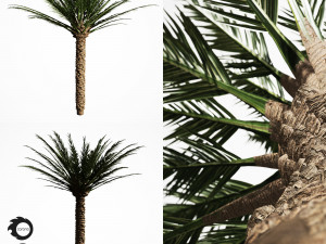 palm tree 5s 3D Model