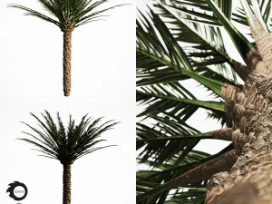 야자수 5s 3D 모델