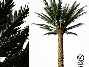 palm tree 5s 3D Model