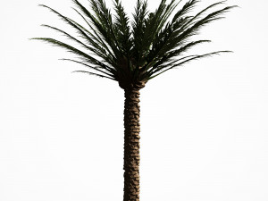 palm tree 5s 3D Модель