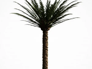 palm tree 5s 3D Model