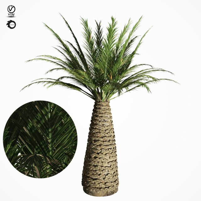 palm tree 6s 3D Модель .c4d .max .obj .3ds .fbx .stl .blend