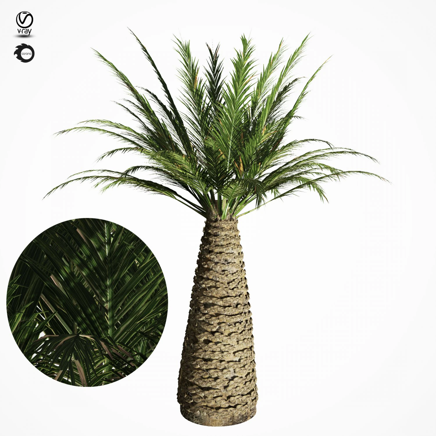 palm tree 6s 3D Model .c4d .max .obj .3ds .fbx .stl .blend