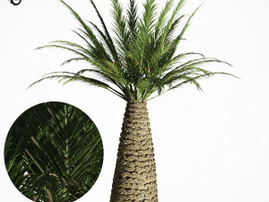 야자수 6s 3D 모델