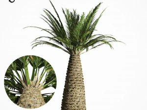 palm tree 6s 3D Model