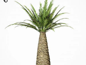 palm tree 6s 3D Model