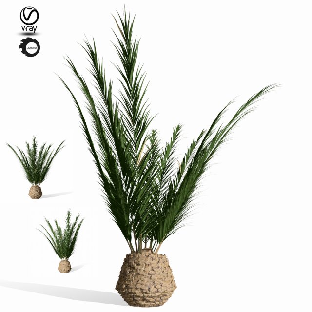 phoenix palm 3D Модель .c4d .max .obj .3ds .fbx .stl .blend 