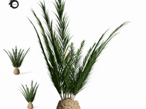 피닉스 팜 3D 모델