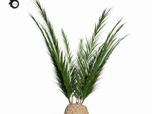 phoenix palm 3D Модель