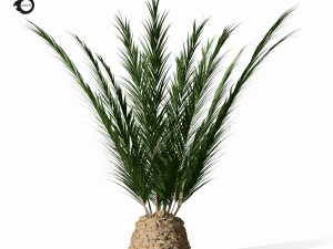 phoenix palm 3D Модель