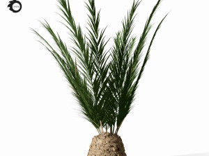 phoenix palm 3D Модель