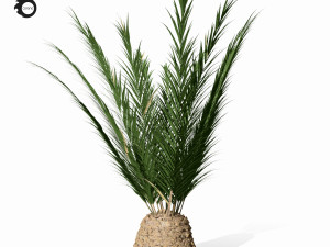 phoenix palm 3D Модель