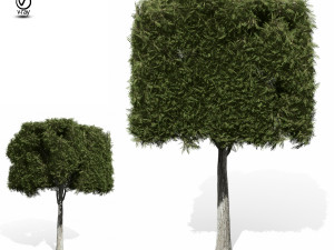 topiary tree 3D Model
