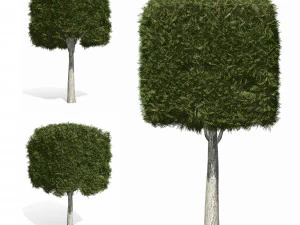 장식용 나무 5s 3D 모델